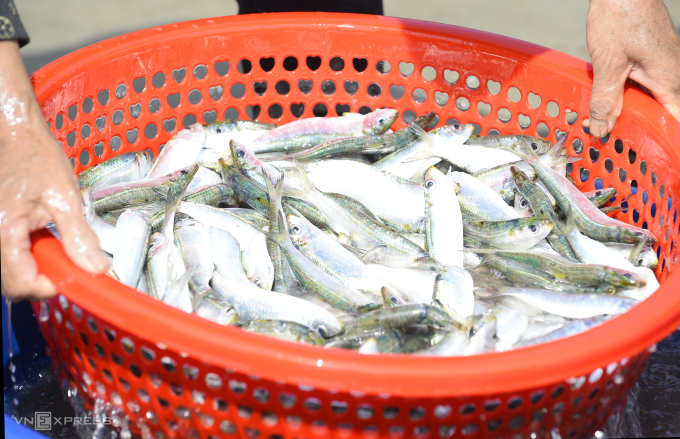 Cá được thương lái thu mua ngay trên bờ biển. Ảnh: Lê Hoàng