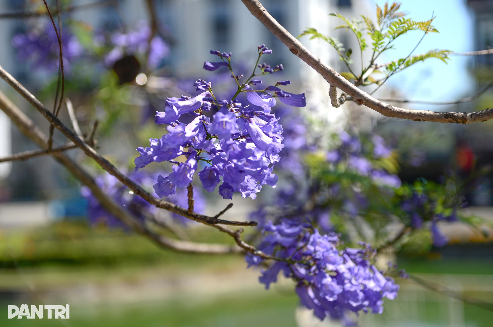 Loài hoa lạ “nhuộm tím” Đà Lạt khiến du khách mê mẩn - 3