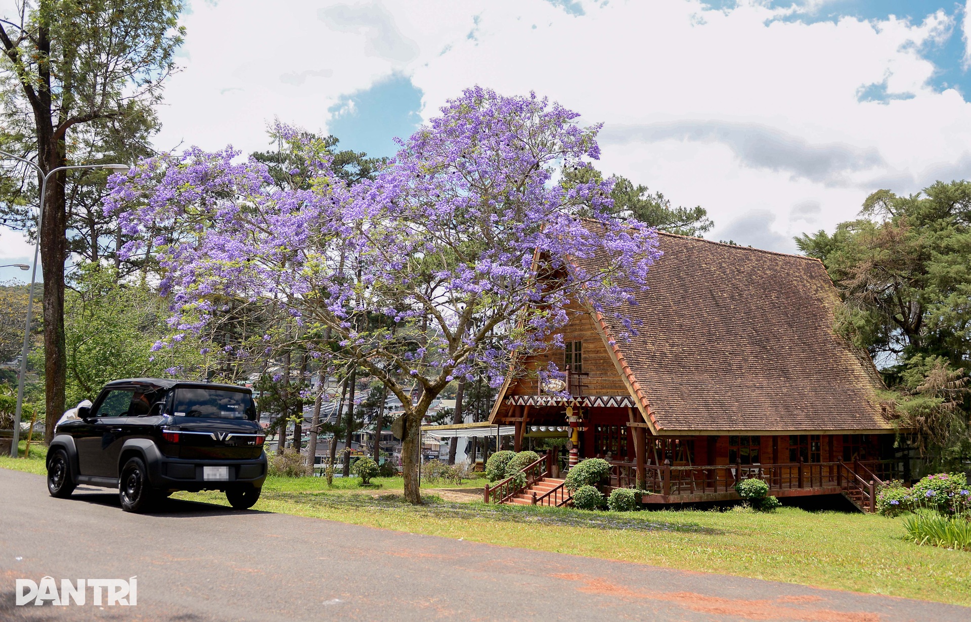 Loài hoa lạ “nhuộm tím” Đà Lạt khiến du khách mê mẩn - 5