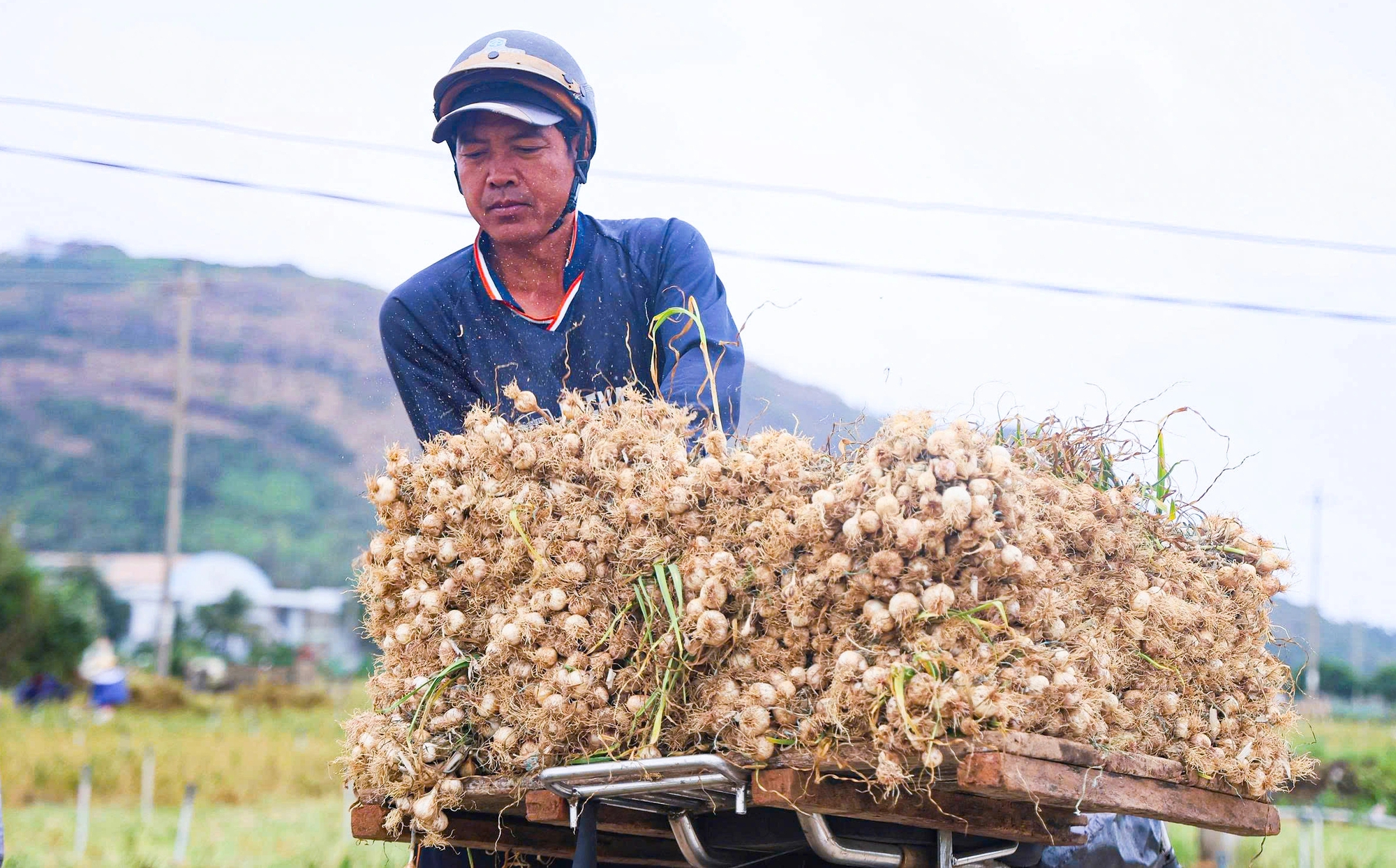 Được mùa tỏi Lý Sơn - Quảng Ngãi nhưng nông dân 'thua giá'- Ảnh 2.