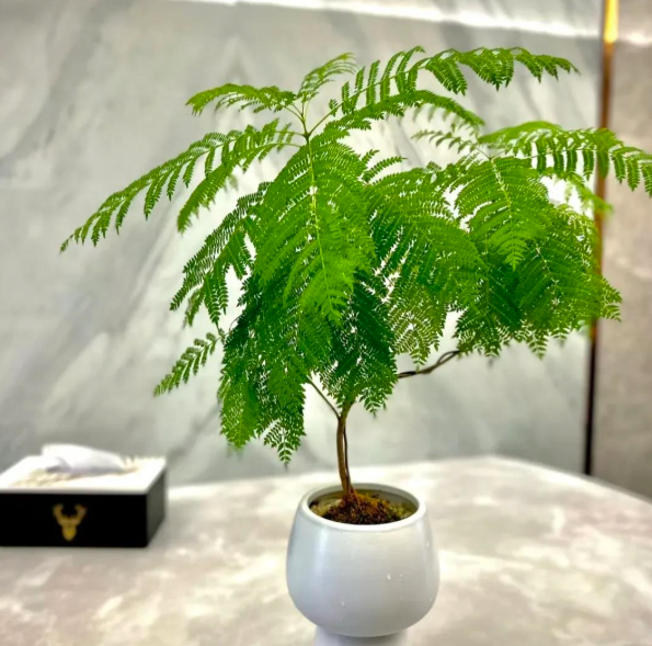 4 cây trồng trước cửa 