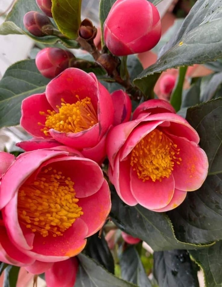 4 cây trồng trước cửa 