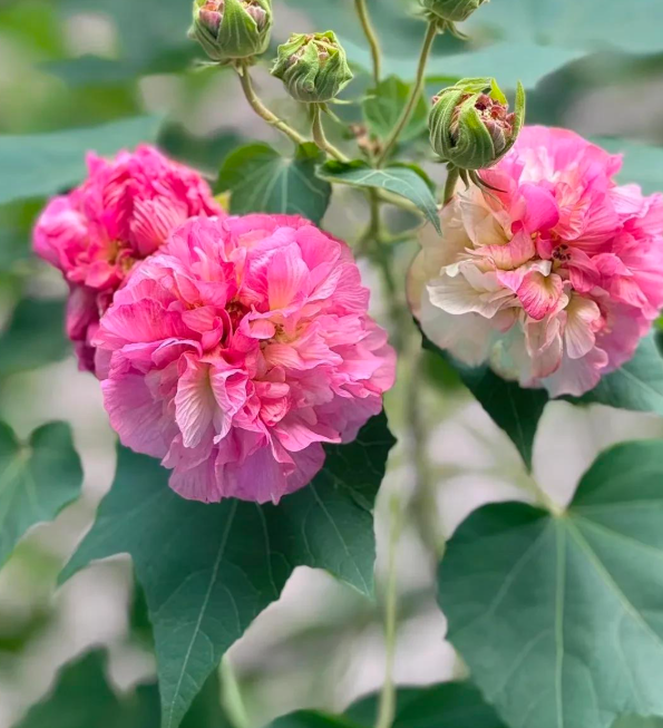 4 cây trồng trước cửa 