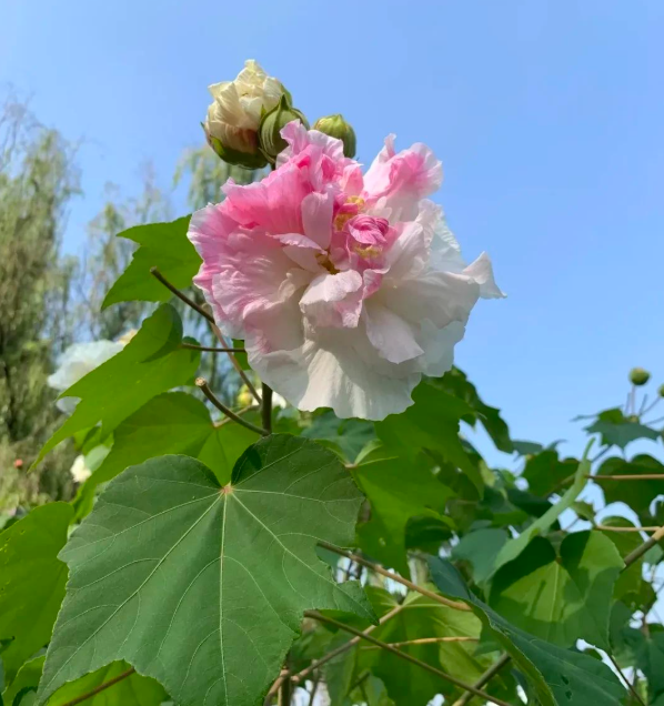 4 cây trồng trước cửa 