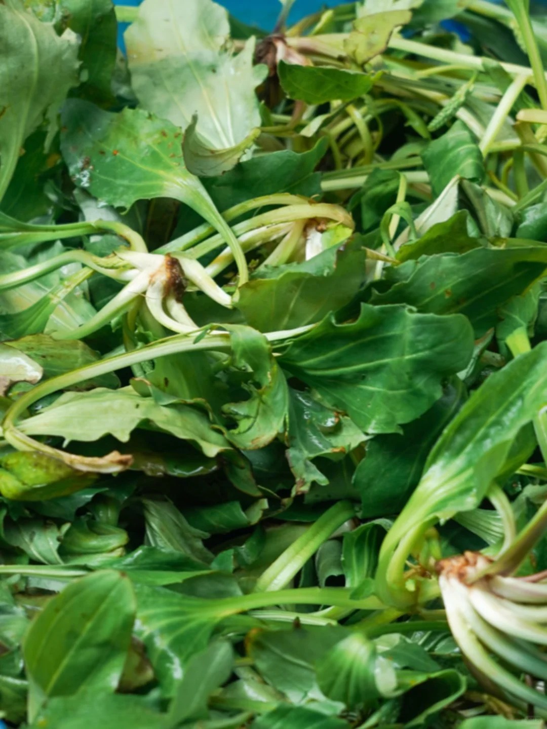 Bỏ qua những tour đắt đỏ, khách Việt đi Vân Nam giờ chuộng mốt 