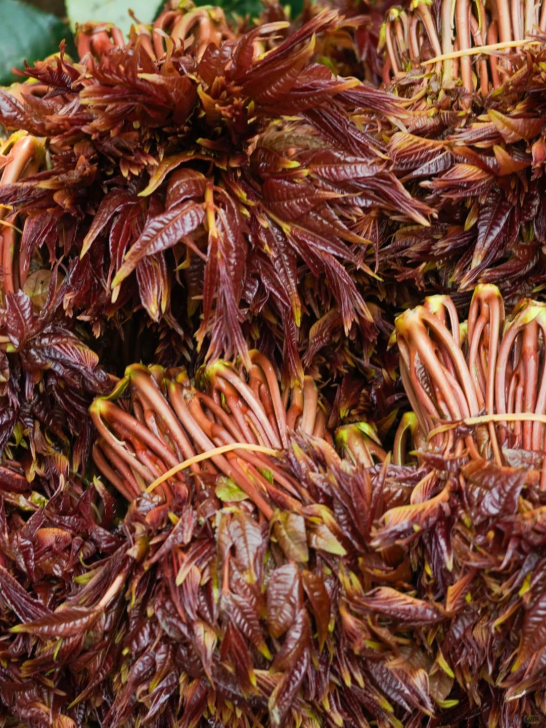 Bỏ qua những tour đắt đỏ, khách Việt đi Vân Nam giờ chuộng mốt 