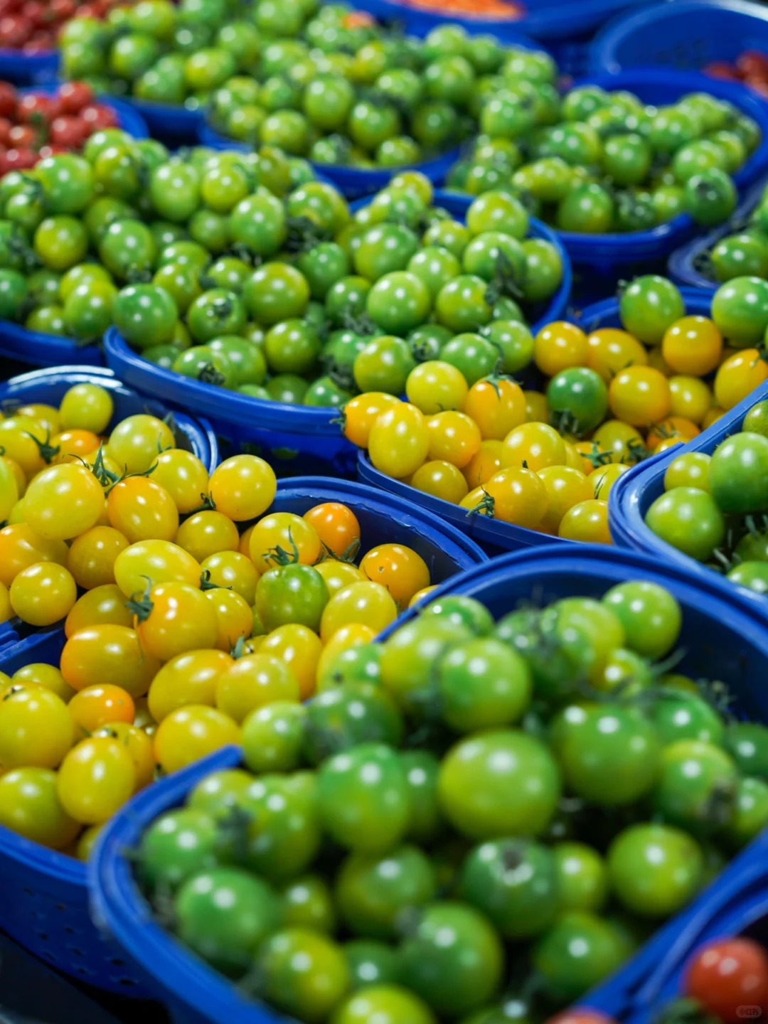 Bỏ qua những tour đắt đỏ, khách Việt đi Vân Nam giờ chuộng mốt 