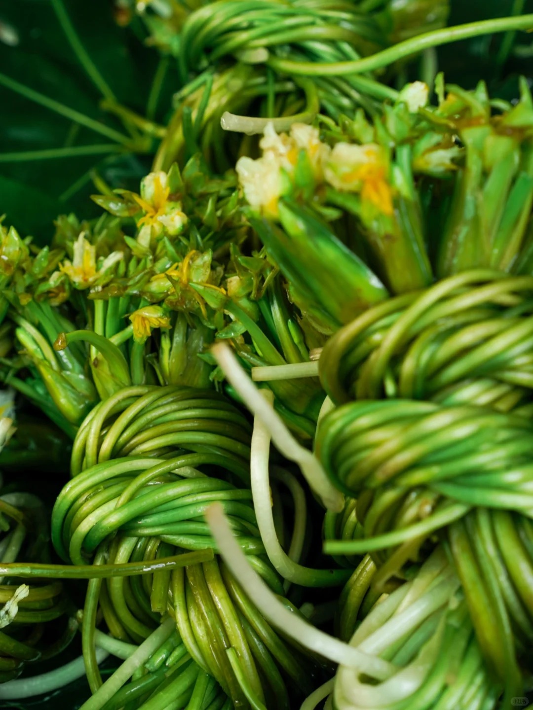 Bỏ qua những tour đắt đỏ, khách Việt đi Vân Nam giờ chuộng mốt 