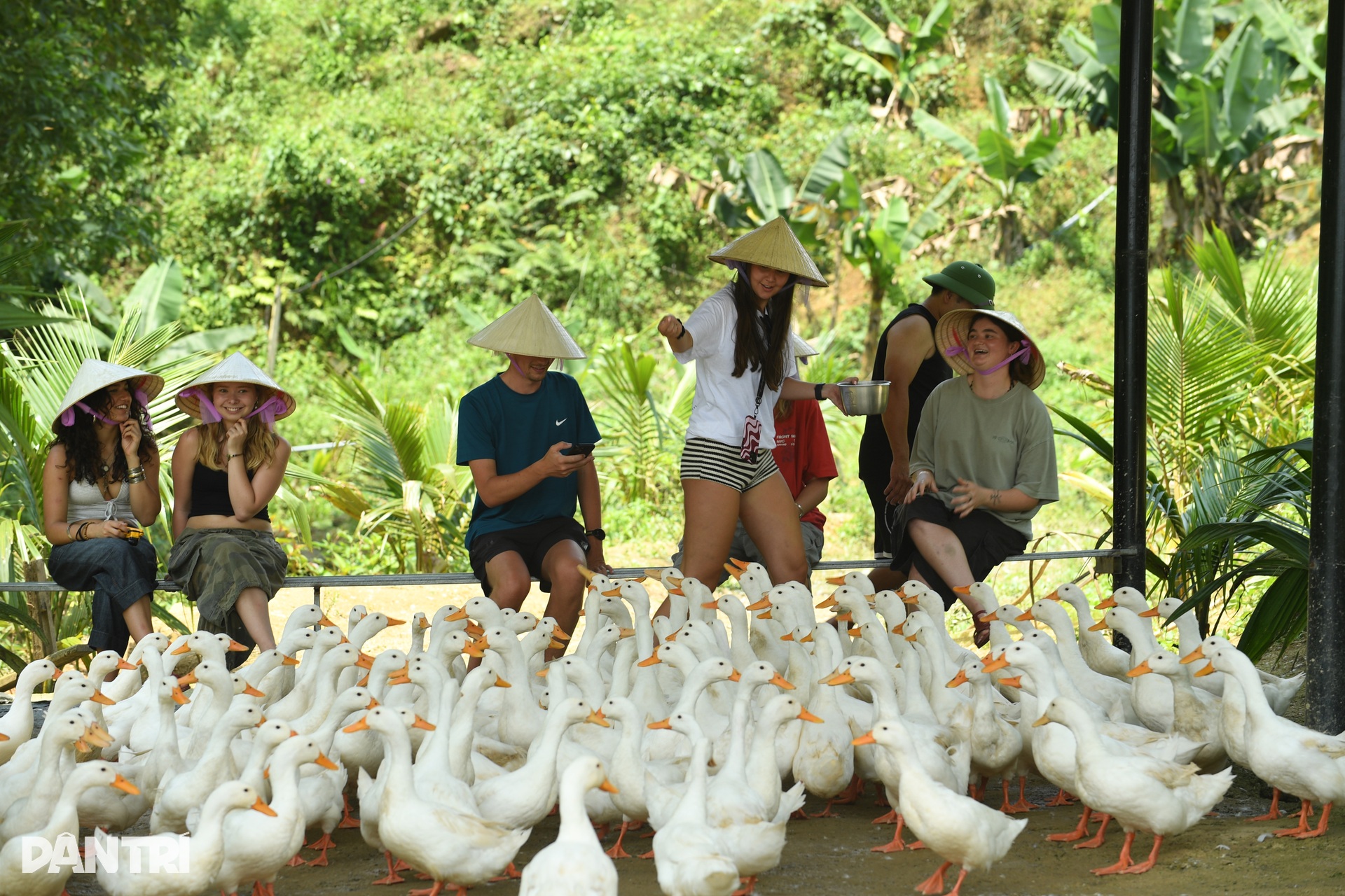 Khách Tây chăn trâu, được vịt massage khi đến Việt Nam du lịch - 4