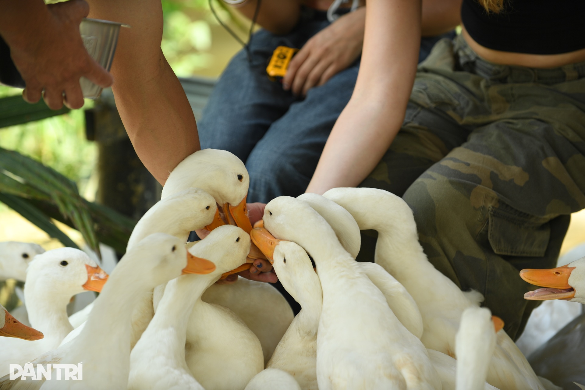 Khách Tây chăn trâu, được vịt massage khi đến Việt Nam du lịch - 5