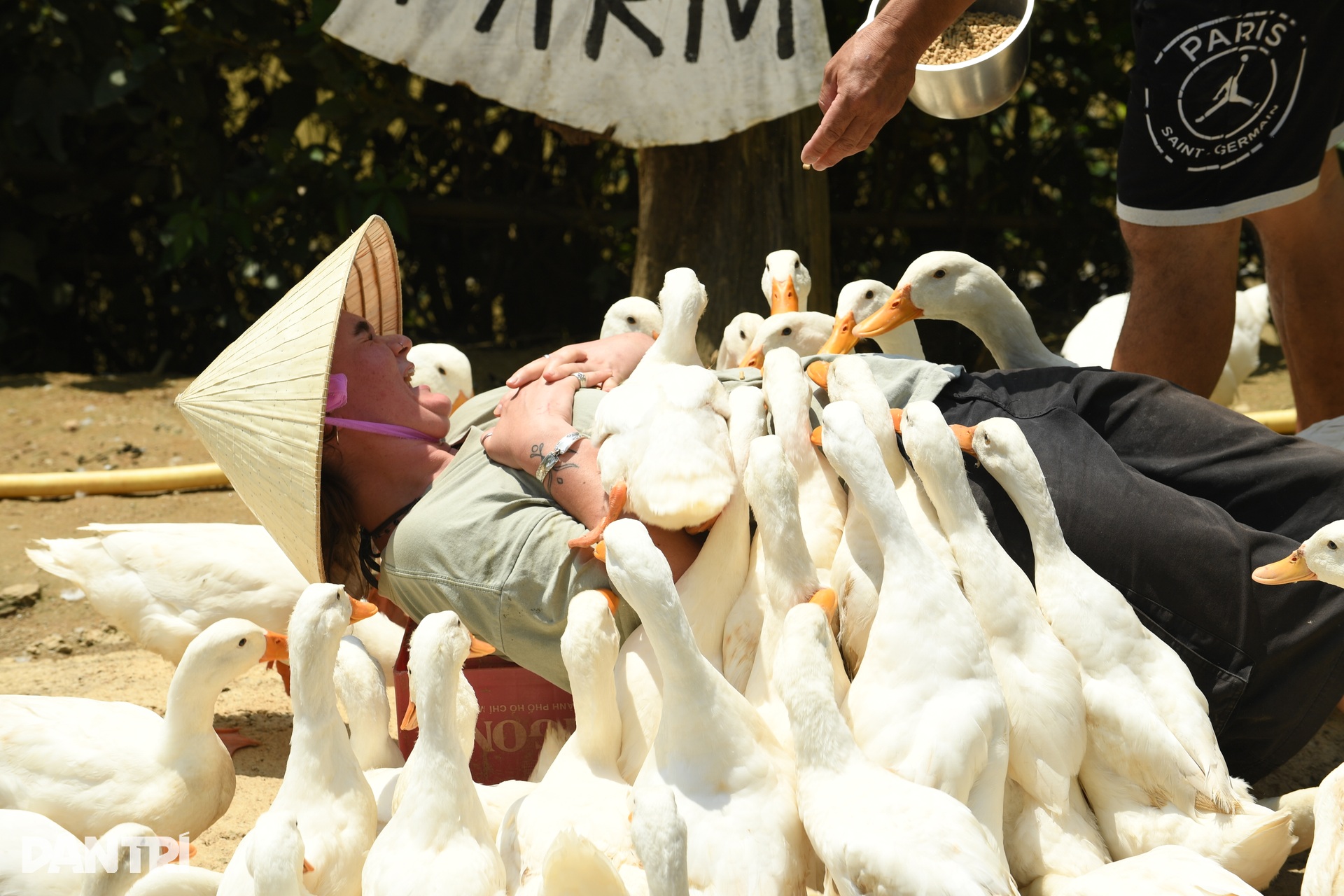 Khách Tây chăn trâu, được vịt massage khi đến Việt Nam du lịch - 10