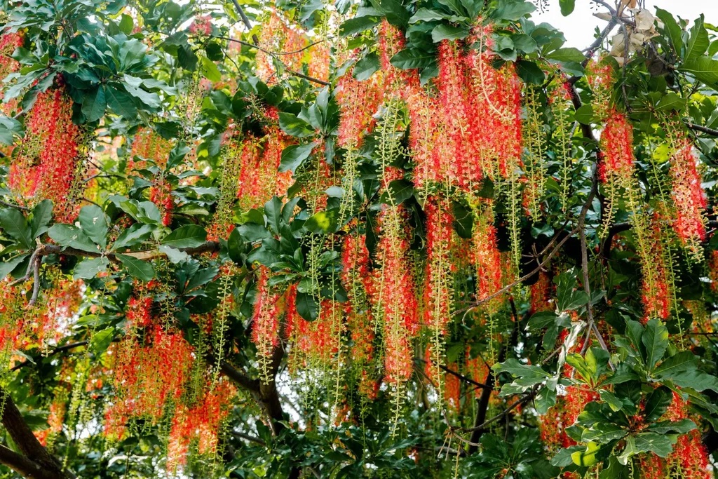 5 loài cây sống lâu hơn cả người, càng già càng lộ ra sự quý giá, bảo vệ gia đình, giữ lộc 3 đời con cháu- Ảnh 3.