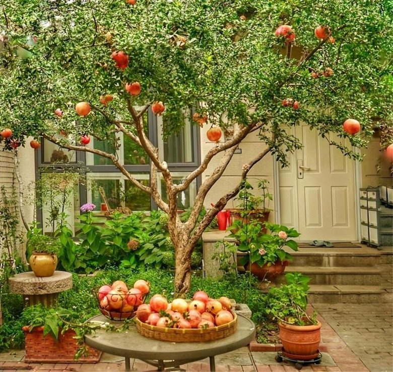 5 loài cây sống lâu hơn cả người, càng già càng lộ ra sự quý giá, bảo vệ gia đình, giữ lộc 3 đời con cháu- Ảnh 7.