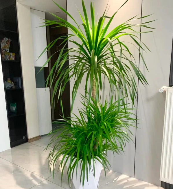 5 loài cây sống lâu hơn cả người, càng già càng lộ ra sự quý giá, bảo vệ gia đình, giữ lộc 3 đời con cháu- Ảnh 9.