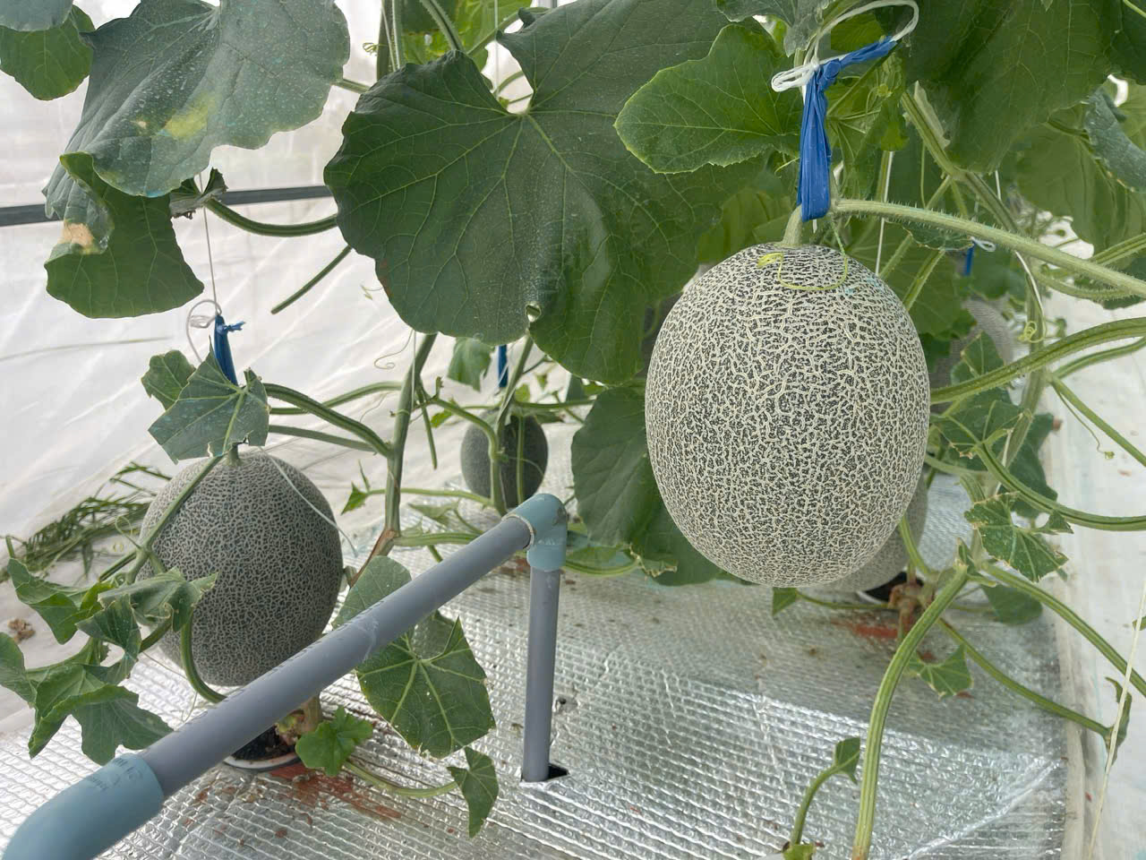 Kỹ sư xây dựng làm nghiệp công nghệ cao với mô hình trồng dưa lưới   - Ảnh 2.