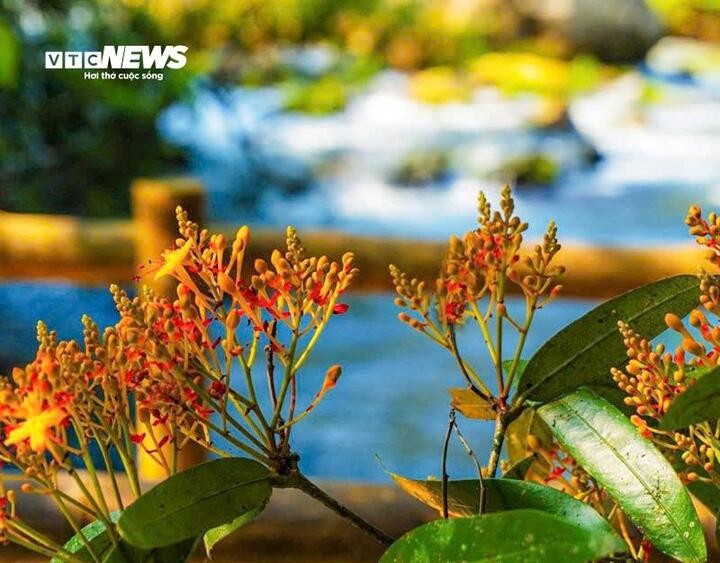 Mùa vàng anh 'thắp nắng' giữa Phong Nha - Kẻ Bàng- Ảnh 2.