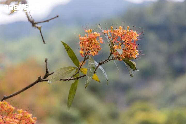 Mùa vàng anh 'thắp nắng' giữa Phong Nha - Kẻ Bàng- Ảnh 3.