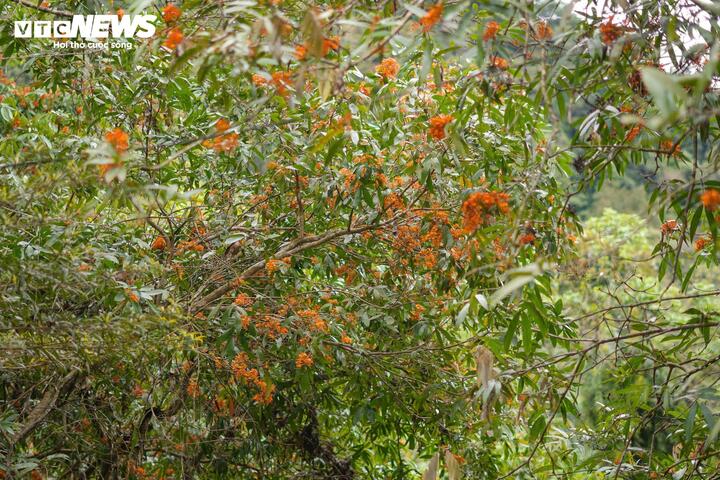 Mùa vàng anh 'thắp nắng' giữa Phong Nha - Kẻ Bàng- Ảnh 8.