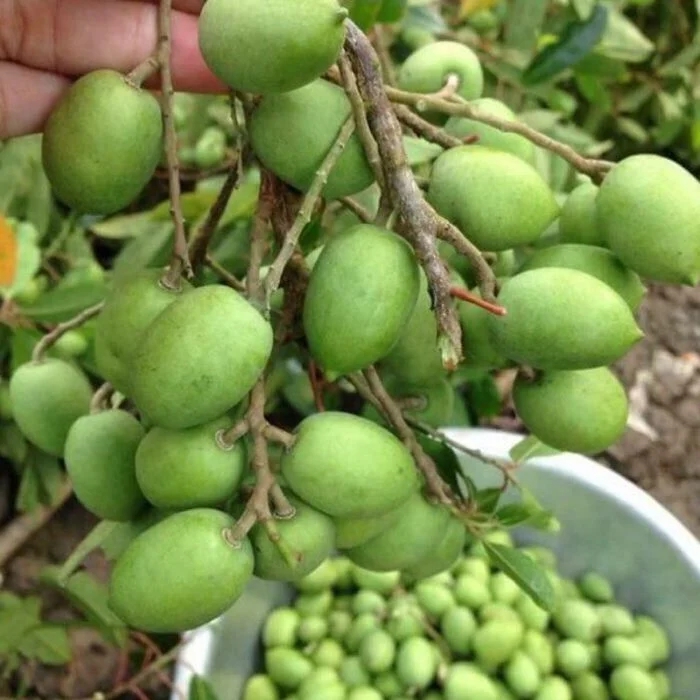 5 loại trái cây đặc sản miền Tây, cả nước hiếm nơi tìm thấy- Ảnh 4.