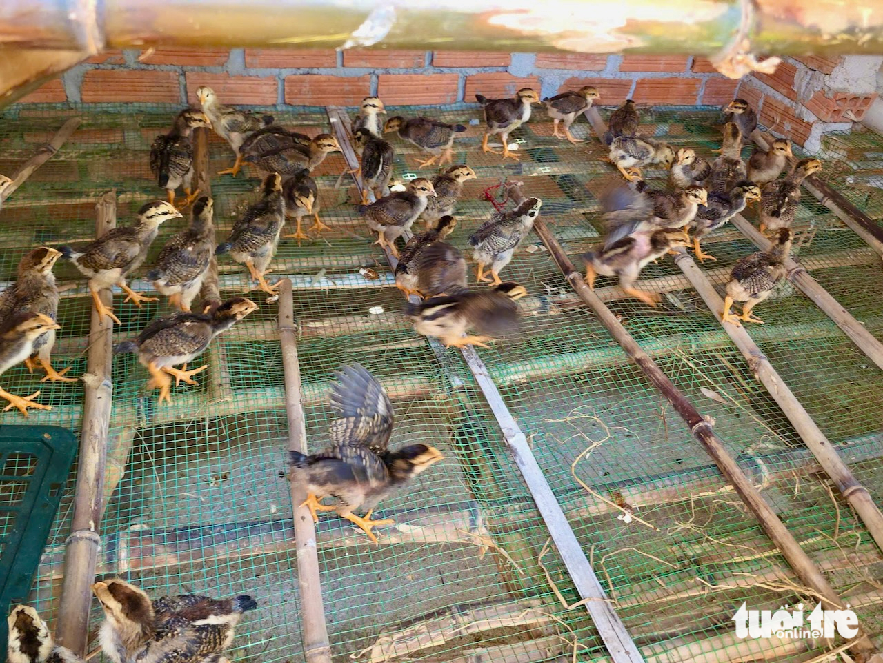 gà giống - Ảnh 11.