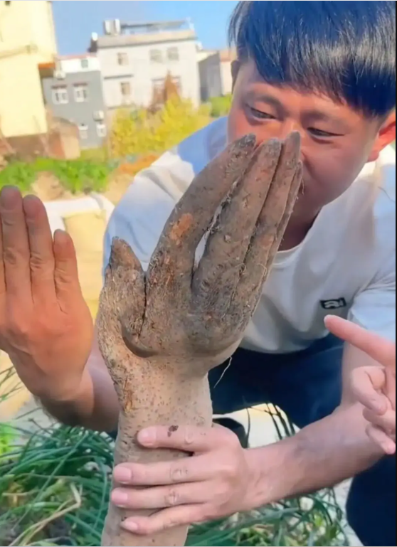 Đào được nguyên 