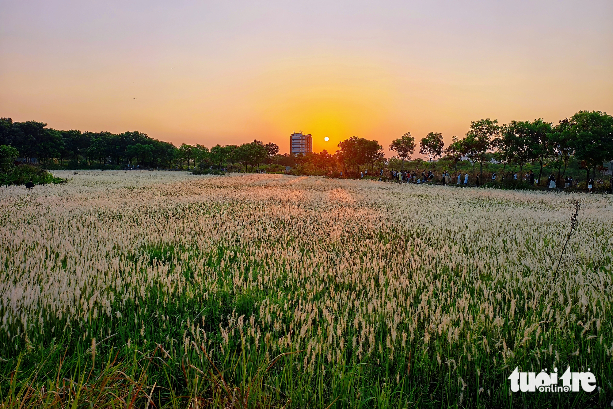 Đồng cỏ thơ mộng tại làng đại học hút khách 'săn' hoàng hôn, check-in - Ảnh 7.