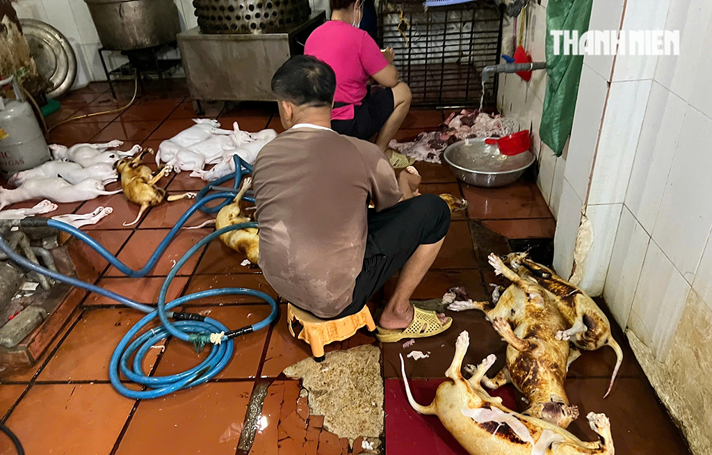 Rùng mình lò giết mổ lậu chó, mèo - Ảnh 1.