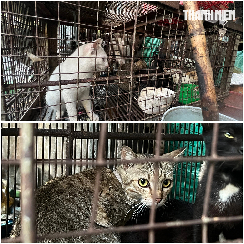 Rùng mình lò giết mổ lậu chó, mèo - Ảnh 6.