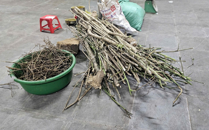 Cây ngũ gia bì - một loại cây mọc dại trên vùng núi Bá Thước được thu gom chế biến thuốc xương khớp Hoàng Minh Đường. Ảnh: Lam Sơn