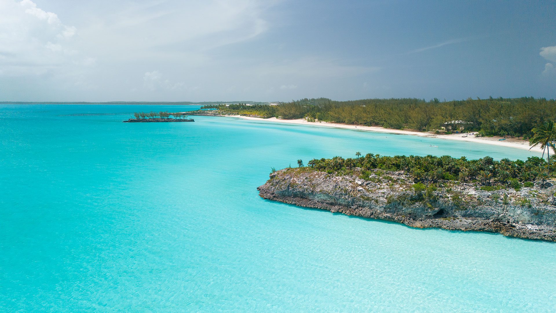 cá mập - Ảnh 2.