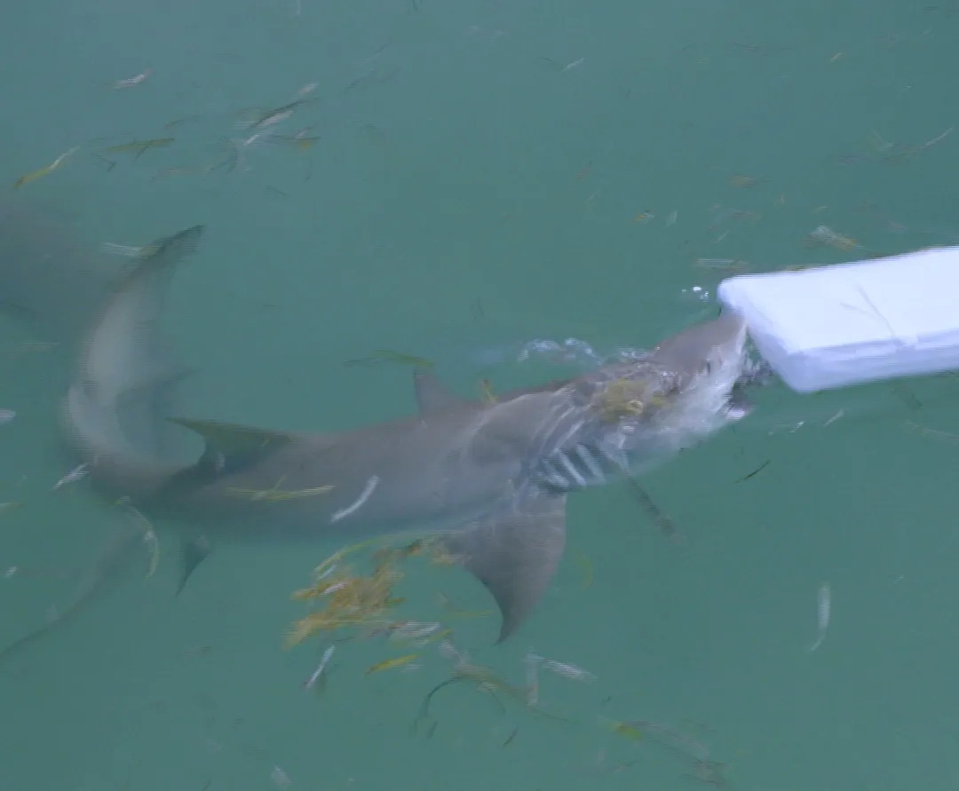 cá mập - Ảnh 3.