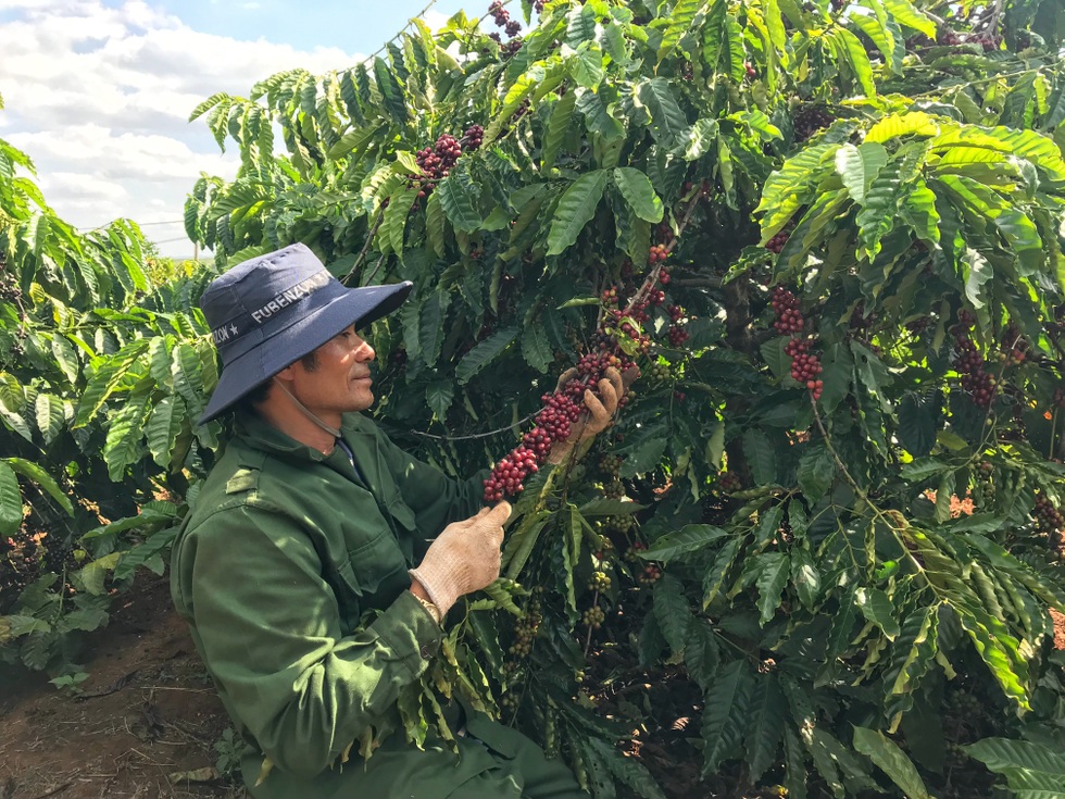 Kỷ nguyên mới của nông nghiệp Việt: Xuất khẩu công nghệ và di sản - 2