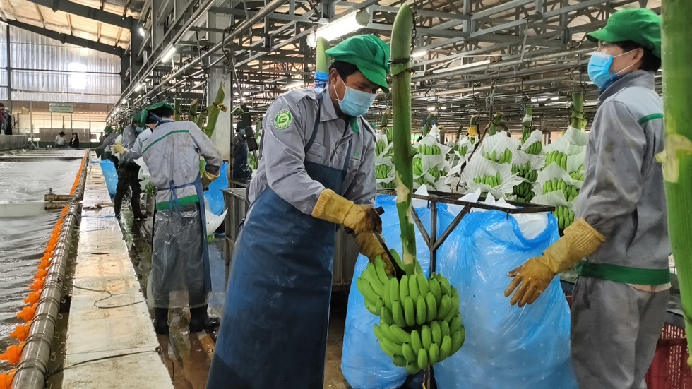 Kỷ nguyên mới của nông nghiệp Việt: Xuất khẩu công nghệ và di sản - 4