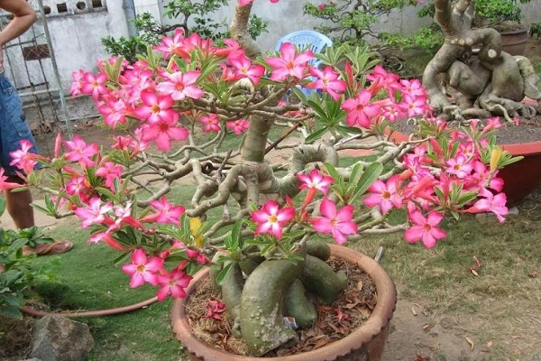 Ông bà dặn kỹ: 7 loại cây tuyệt đối đừng trồng trong nhà, đẹp mấy cũng xui rủi, cả nhà khó an yên- Ảnh 3.