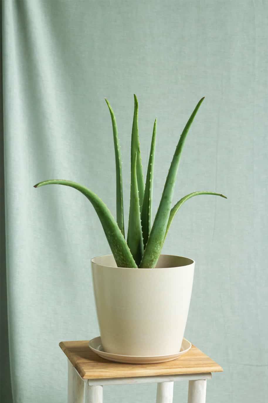 3 loại cây đặc biệt hợp với gia đình nhỏ: Biết trồng thì cả nhà đều vui- Ảnh 3. 3 loại cây đặc biệt hợp với gia đình nhỏ: Biết trồng thì cả nhà đều vui- Ảnh 3.