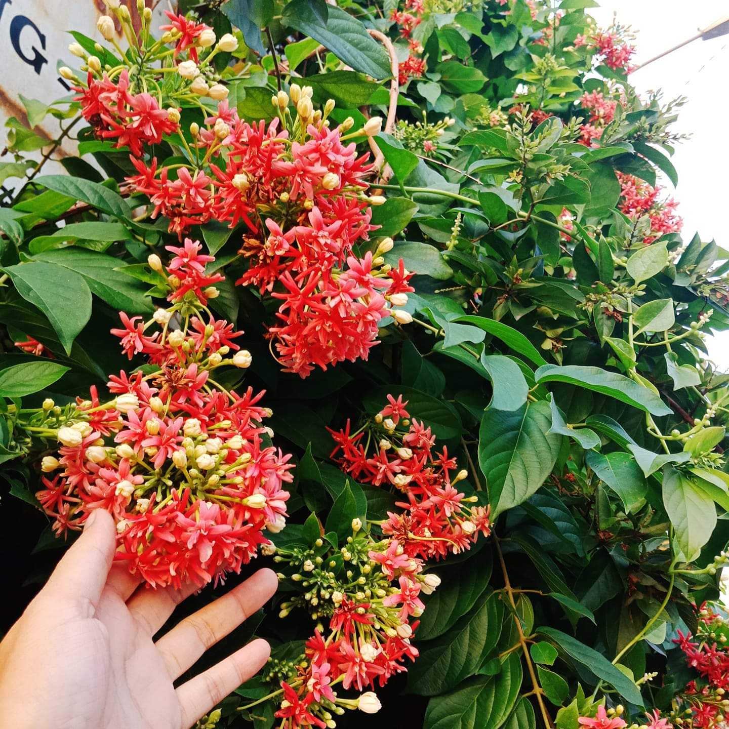 Top 10 loài hoa thơm bậc nhất thế giới, số 1 được trồng khắp Việt Nam- Ảnh 10.