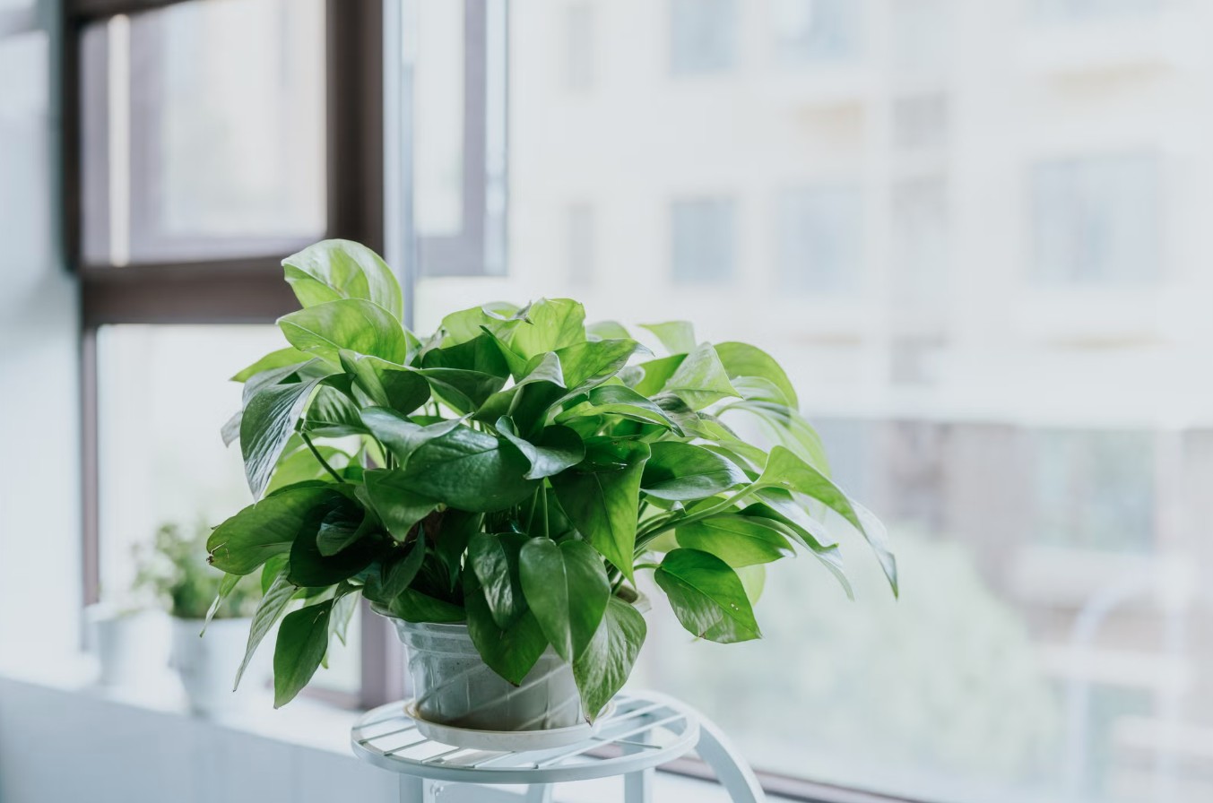 3 loại cây đặc biệt hợp với tuổi 30+: Biết trồng thì khỏe lên thấy rõ- Ảnh 3.