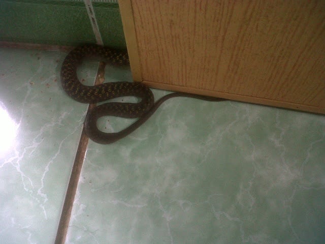 5 dấu hiệu cảnh báo rắn xuất hiện trong nhà, chớ vội mà bỏ qua- Ảnh 2.