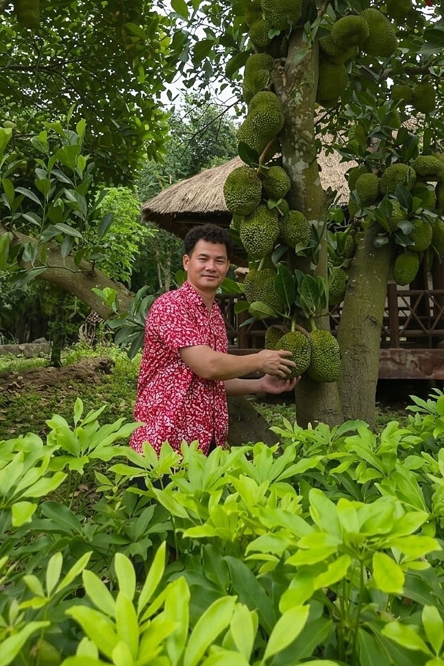 Nghệ sĩ bên cây mít sai trĩu quả.