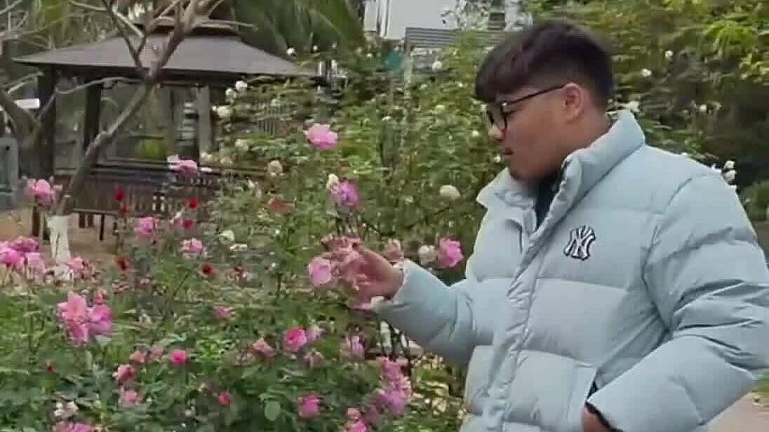 Hoa hồng của gia đình nghệ sĩ Xuân Bắc