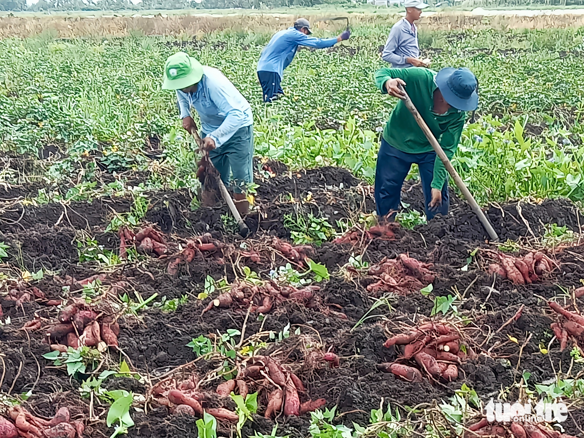 Khoai lang tăng 3.000-4.000 đồng/kg, nông dân An Giang thu lợi nhuận trăm triệu 2 Khoai lang tăng 3.000-4.000 đồng/kg, nông dân An Giang thu lợi nhuận trăm triệu - Ảnh 3.