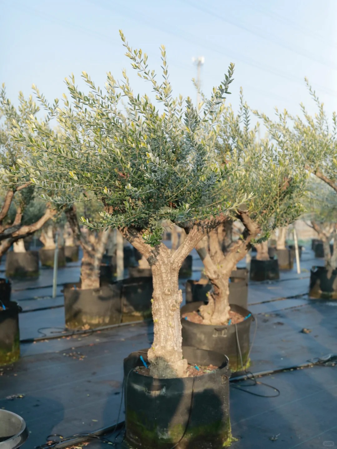 Giới nhà giàu đang mê mệt loại cây này: Không chỉ đẹp mà còn hút lộc, giá nhỉnh... sương sương vài tỷ đồng!- Ảnh 4.