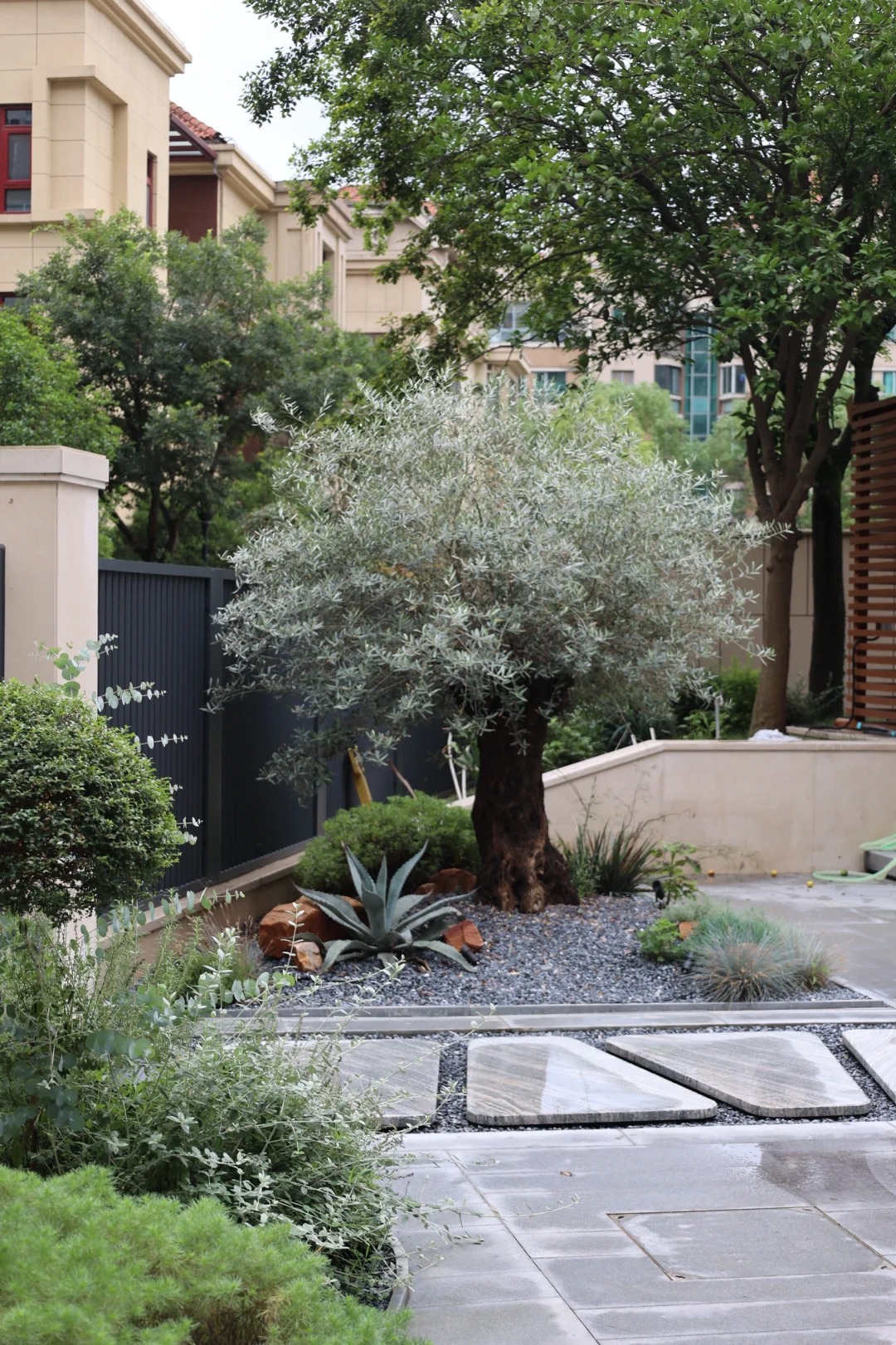 Giới nhà giàu đang mê mệt loại cây này: Không chỉ đẹp mà còn hút lộc, giá nhỉnh... sương sương vài tỷ đồng!- Ảnh 5.