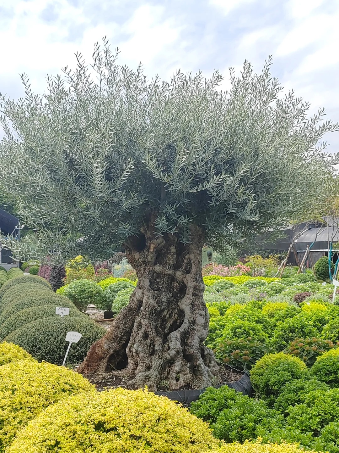 Giới nhà giàu đang mê mệt loại cây này: Không chỉ đẹp mà còn hút lộc, giá nhỉnh... sương sương vài tỷ đồng!- Ảnh 6.