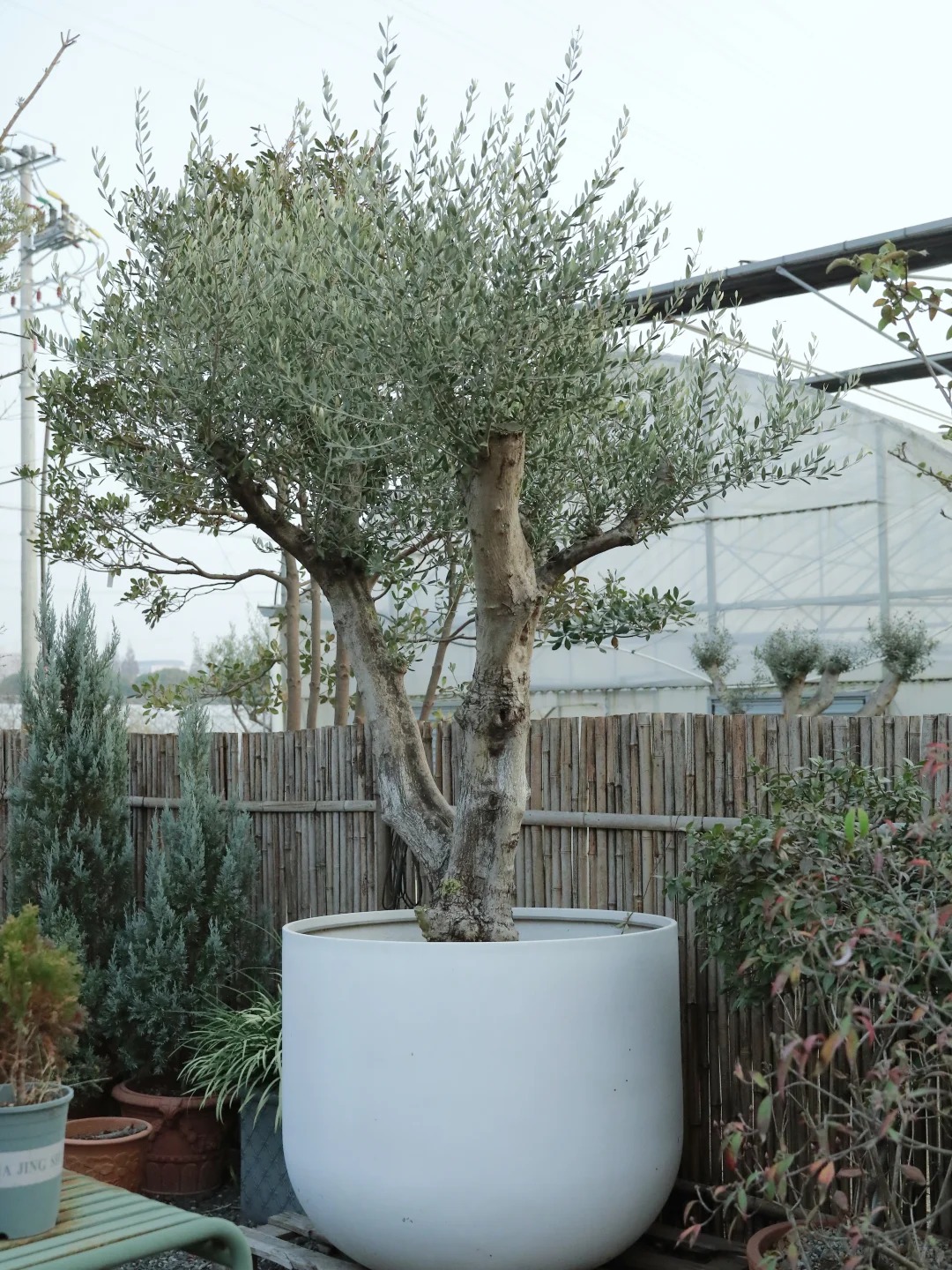 Giới nhà giàu đang mê mệt loại cây này: Không chỉ đẹp mà còn hút lộc, giá nhỉnh... sương sương vài tỷ đồng!- Ảnh 7.