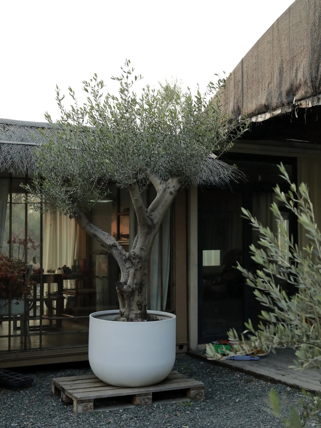 Giới nhà giàu đang mê mệt loại cây này: Không chỉ đẹp mà còn hút lộc, giá nhỉnh... sương sương vài tỷ đồng!- Ảnh 8.