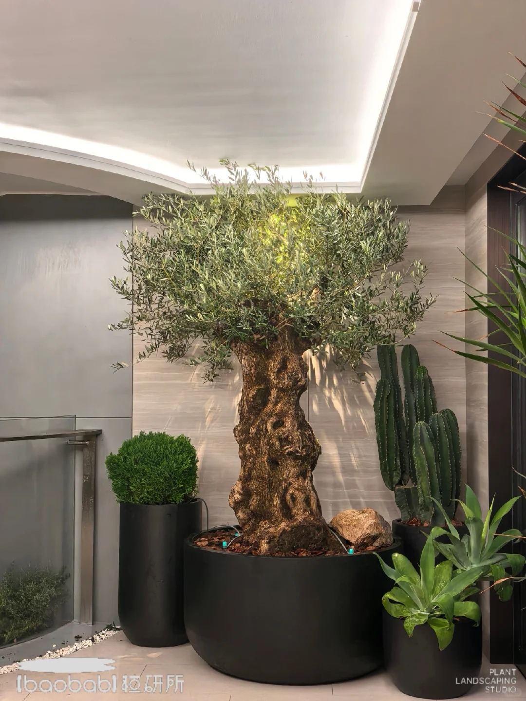 Giới nhà giàu đang mê mệt loại cây này: Không chỉ đẹp mà còn hút lộc, giá nhỉnh... sương sương vài tỷ đồng!- Ảnh 9.