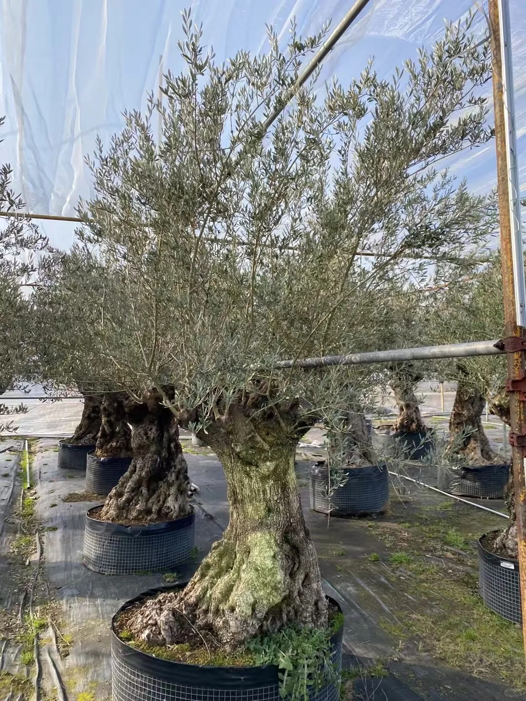 Giới nhà giàu đang mê mệt loại cây này: Không chỉ đẹp mà còn hút lộc, giá nhỉnh... sương sương vài tỷ đồng!- Ảnh 10.