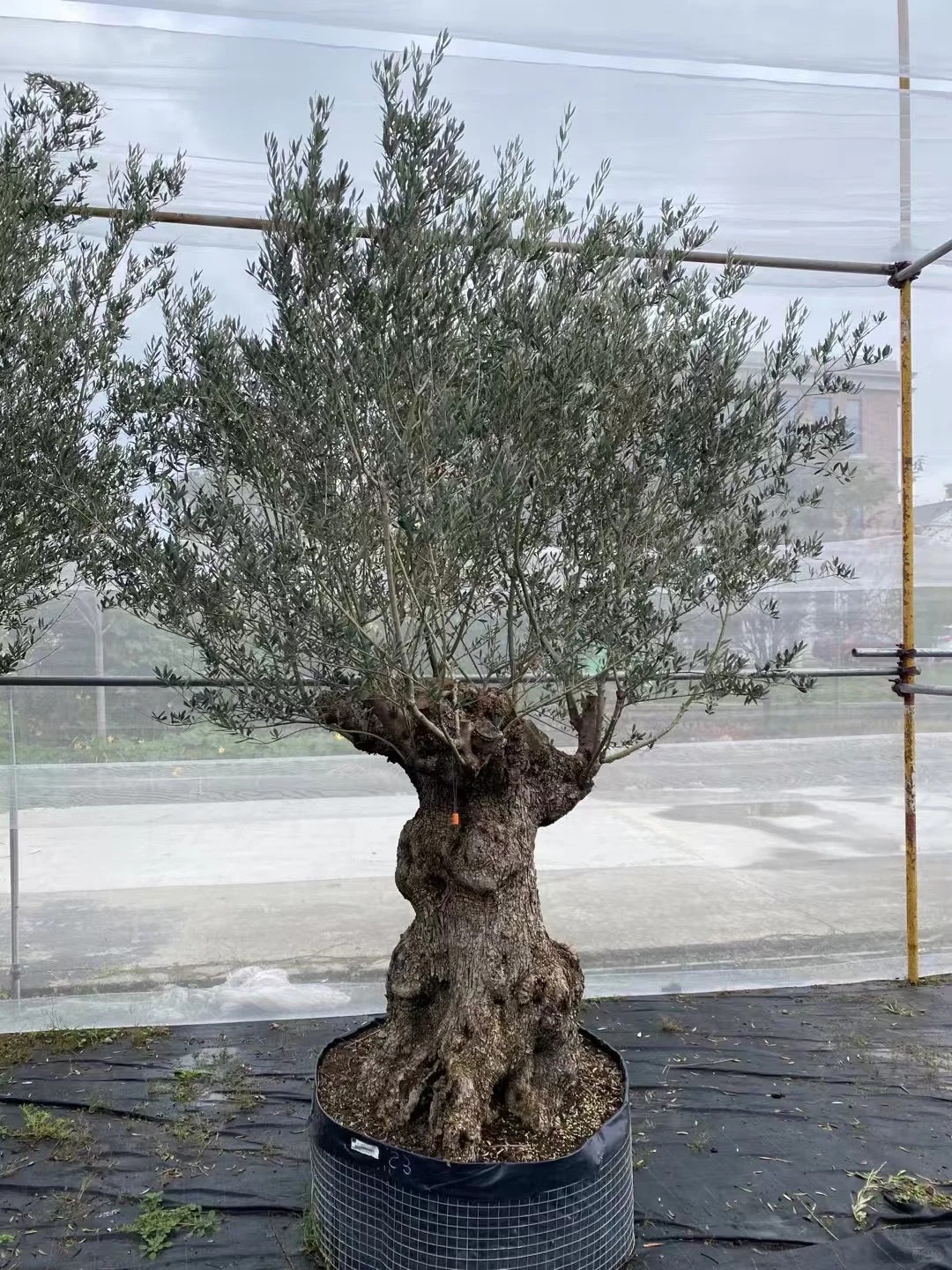 Giới nhà giàu đang mê mệt loại cây này: Không chỉ đẹp mà còn hút lộc, giá nhỉnh... sương sương vài tỷ đồng!- Ảnh 11.