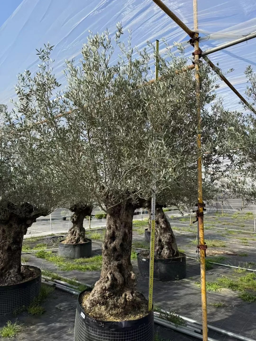 Giới nhà giàu đang mê mệt loại cây này: Không chỉ đẹp mà còn hút lộc, giá nhỉnh... sương sương vài tỷ đồng!- Ảnh 12.